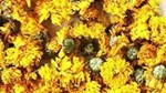 Đối tác Hàn Quốc tìm kiếm doanh nghiệp Việt Nam cung ứng mặt hàng hoa cúc khô