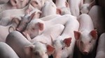 Giá lợn hơi tại Mỹ tăng lên mức cao nhất kể từ giữa tháng 10/2021