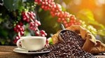 Dự báo sản lượng cà phê toàn cầu tăng 7,8 triệu bao trong niên vụ 2022-2023