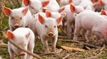 Giá lợn hơi ngày 3/10/2022 ổn định trên thị trường cả nước