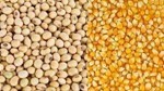USDA: Dự báo niên vụ 2024/2025 sản lượng ngô thế giới giảm, đậu tương tăng 