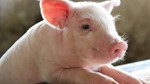 USDA: Dự báo sản lượng thịt lợn của Mỹ năm 2025 tăng nhẹ lên 28,4 tỷ Lb 