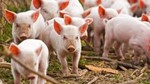 USDA: Dự báo ngành chăn nuôi lợn của Canada năm 2025