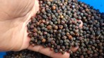 Giá xuất khẩu một loại hạt của Việt Nam tăng 1.300%, chợ bán 1,6 triệu đồng/kg