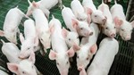 Giá heo hơi ngày 8/5/2025: Về giá 73.000 đồng/kg tại nhiều tỉnh thành phía Nam