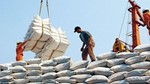Dự thảo sửa đổi một số điều của Nghị định về kinh doanh xuất khẩu gạo 