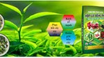 Nhập khẩu phân bón 4 tháng đầu năm 2025 tăng cả về lượng và kim ngạch