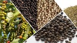 Giá hạt tiêu hôm nay 15/7: Thị trường biến động mạnh do thuế đối ứng của Mỹ