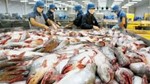 Nghịch lý ngành cá tra: 'Vua' xuất khẩu nhưng 'lép vế' trên sân nhà