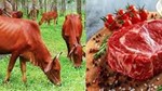 Kim ngạch xuất khẩu thịt đỏ của Vương quốc Anh trong nửa đầu năm 2025 tăng gần 10%