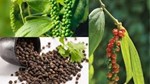 Xuất khẩu hạt tiêu 8 tháng năm 2025 giảm khối lượng nhưng tăng kim ngạch