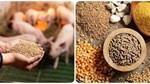 Nhập khẩu thức ăn gia súc 8 tháng năm 2025 giảm nhẹ