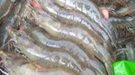 Tôm Việt bứt tốc trên thị trường thế giới