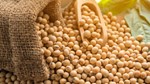 Kim ngạch nhập khẩu đậu tương 10 tháng năm 2025 trị giá trên 1 tỷ USD
