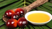 Indonesia sẽ đưa gang niken và một số sản phẩm phái sinh từ dầu cọ ra khỏi chính sách xuất khẩu tập trung