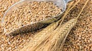 Nhu cầu tiêu thụ lúa mỳ trong nước phục hồi và tăng trưởng mạnh