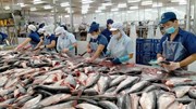 EVFTA giúp thủy sản Việt giữ vững kim ngạch tỷ USD tại thị trường EU