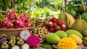 Xuất nhập khẩu rau quả 9 tháng năm 2026: Động lực tăng trưởng và biến động mùa vụ