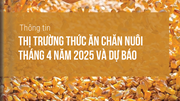 Thông tin thị trường thức ăn chăn nuôi tháng 4 năm 2025 và dự báo