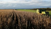 USDA nâng dự báo xuất khẩu ngô Mỹ niên vụ 2024/2025