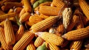 Dự báo sơ bộ về xuất khẩu ngũ cốc của Mỹ trong niên vụ 2025/2026