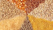 FAO: Thương mại và tồn kho ngũ cốc toàn cầu sẽ giảm trong niên vụ 2024/2025