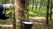 Xuất khẩu cao su đối diện sức ép từ giá và quy định môi trường