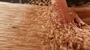 Xuất khẩu lúa mì của Nga giảm trong tháng 7