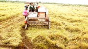 Giá gạo châu Á đồng loạt giảm xuống thấp nhất nhiều năm