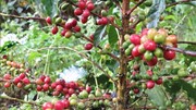 El Nino sẽ "thổi" giá cà phê robusta tại châu Á