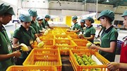 Xuất khẩu nông sản tới Hàn Quốc cần lưu ý dư lượng thuốc bảo vệ thực vật