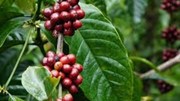 Indonesia đứng trước nguy cơ nhập siêu cà phê vì sản lượng giảm