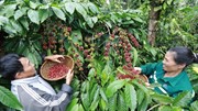 Giá cà phê lập đỉnh, doanh nghiệp đua nhau mở nhà máy chế biến