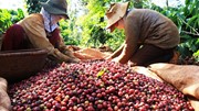 Cà phê đột phá, xuất khẩu nông lâm thủy sản 6 tháng tăng 15,5% so cùng kỳ