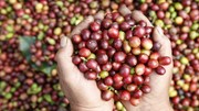 Xuất khẩu nông sản bứt phá: Cà phê vượt cả năm 2024, cao su tăng giá kỷ lục