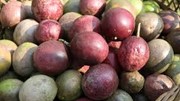 Kỳ vọng chanh leo trở thành mặt hàng xuất khẩu tỷ đô