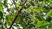 [Bài 1] Biến đổi khí hậu đe dọa ngành cà phê Thái Lan