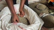 Ngành cà phê Congo lo xung đột sẽ xóa sạch những thành quả vừa đạt được