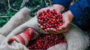 Xuất khẩu cà phê của Brazil sang Mỹ giảm gần 50% trong tháng 8