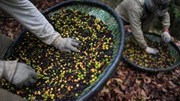 Một loại cà phê của Brazil ít chịu ảnh hưởng bởi thuế quan Mỹ