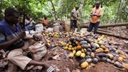 Giá cacao thế giới giảm chóng mặt