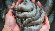 Khủng hoảng tôm Thái Lan: Doanh nghiệp kêu gọi chính phủ hỗ trợ, nắm bắt cơ hội tại Mỹ
