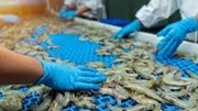 Xuất khẩu tôm 2026: Còn nhiều biến số sau khi đạt kỷ lục năm nay