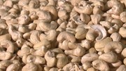Xuất khẩu hạt điều tiến gần mốc kỷ lục mới 5 tỷ USD trong năm 2025