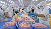 Xuất khẩu cá tra dự báo đạt gần 2,2 tỷ USD