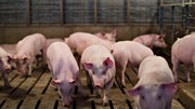 Giá heo hơi ngày 9/1: Đồng loạt tăng mạnh, miền Bắc xác lập đỉnh mới 71.000 đồng/kg