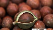 Venezuela thúc đẩy xuất khẩu cacao và cà phê sang Trung Quốc