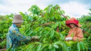 Không thể mãi xuất khẩu cà phê thô