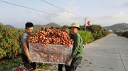 Vải thiều Bắc Ninh 2026: Mất mùa, được giá cao