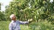Xuất khẩu nông, lâm, thủy sản 4 tháng tăng 5,4%